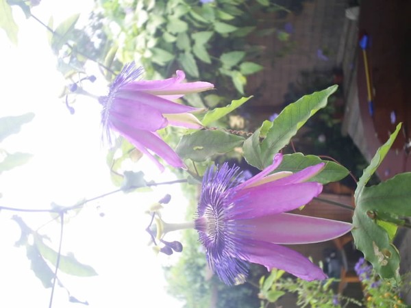 Flower's in the Sky
