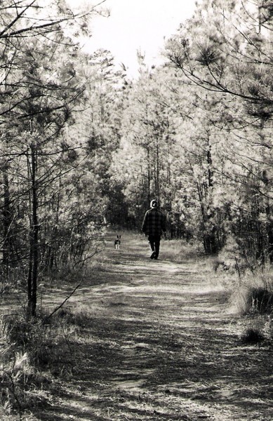 Walk through the woods