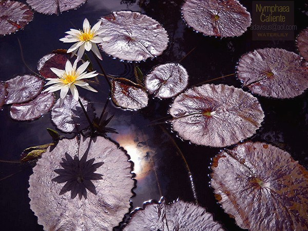 Tropical waterlily reflections