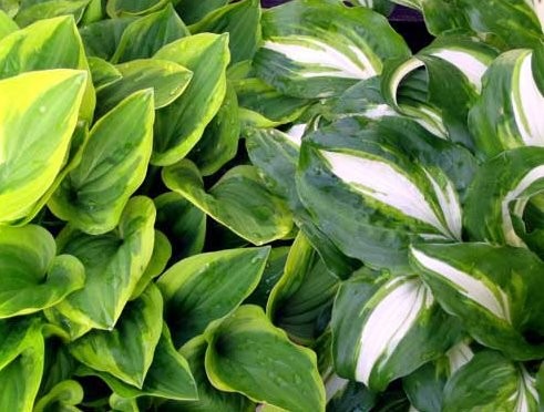 Hostas