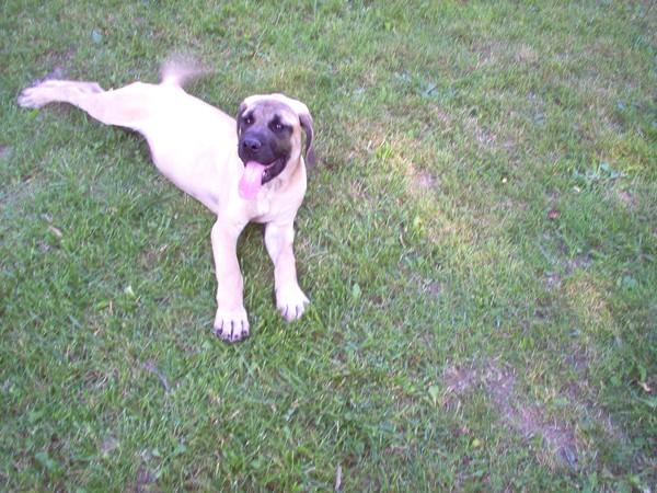 Axle enjoying his new home