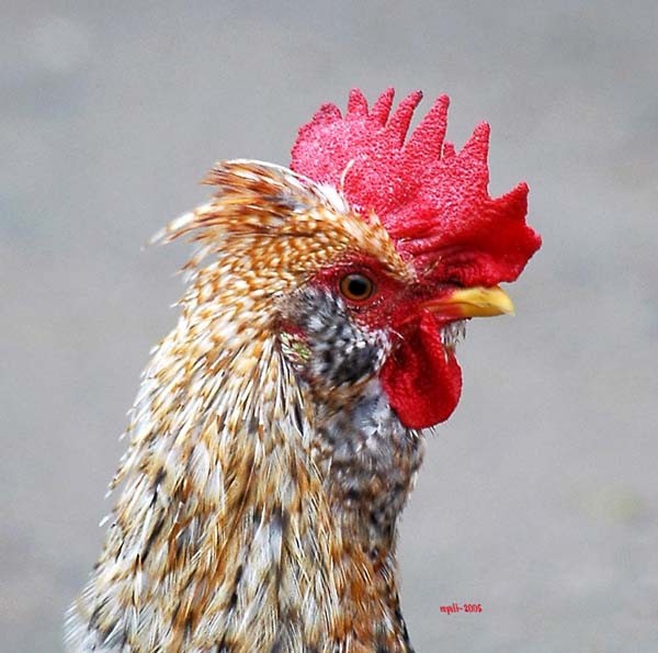 Cockerel