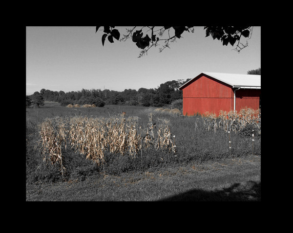 Backyard Barnyard