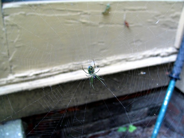 Splendid Spider Beauty