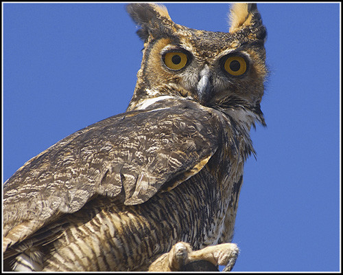 Great Horned Owl