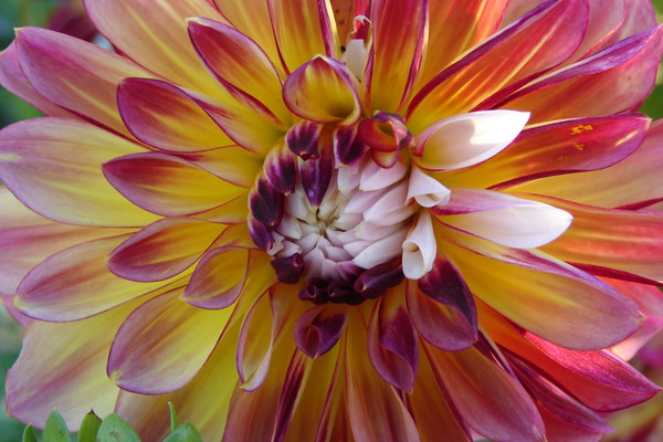 Sunburst Dahlia