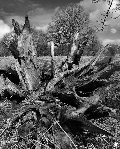 STAR ROOTS