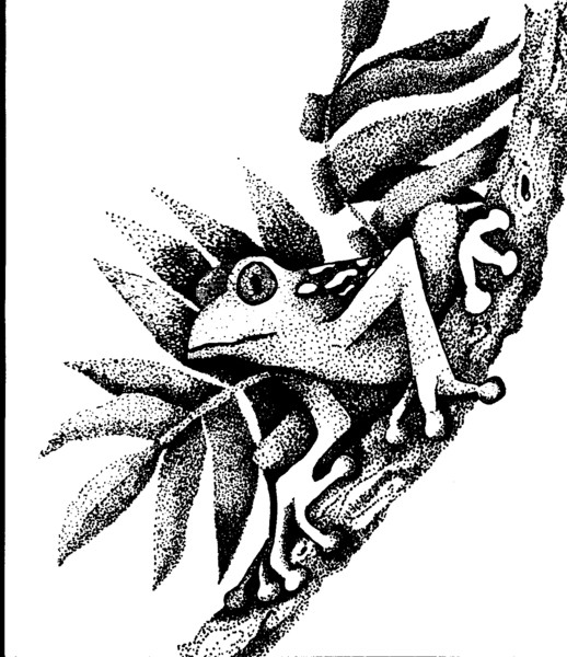 Frog on a leaf