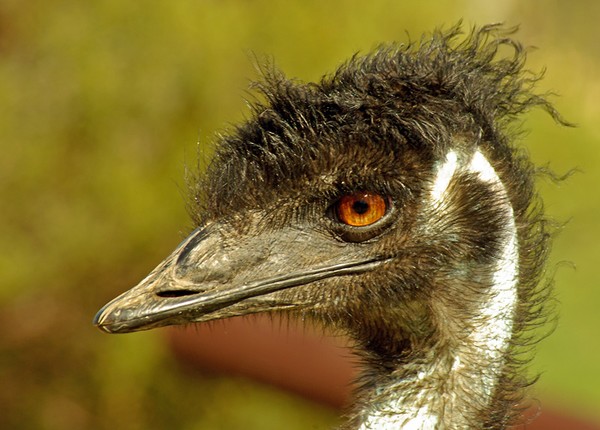 Emu Headshot.