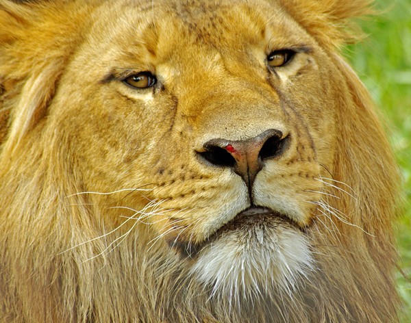 The look of a King.