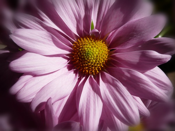 Embrace The Calming Beauty