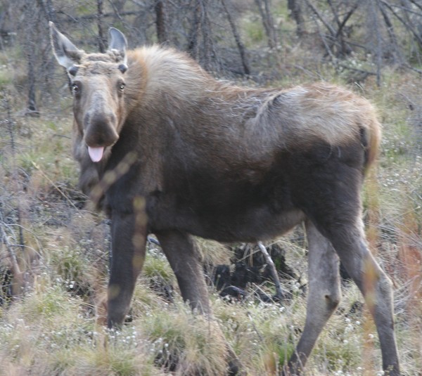 Moose Thoughts on Life