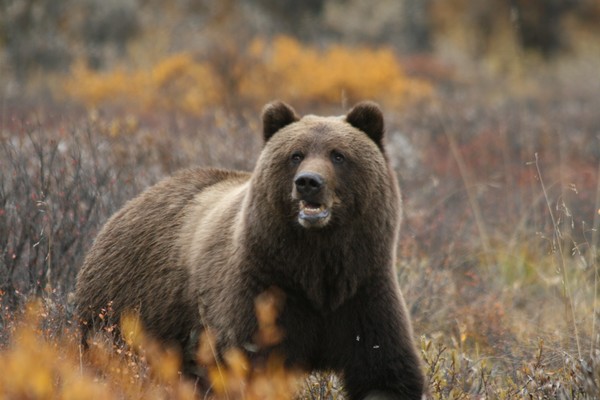 Denali Grizzly Bear