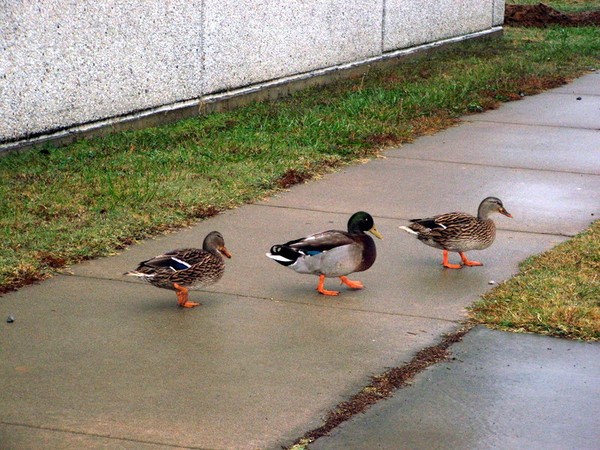 A rainy day stroll