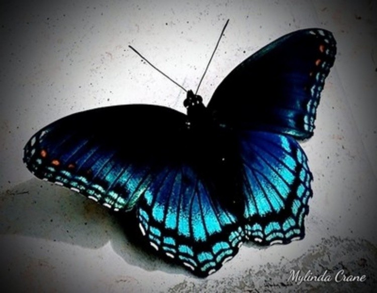 Nature's Beauty