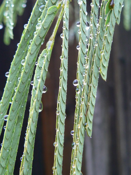 Dew The Dew