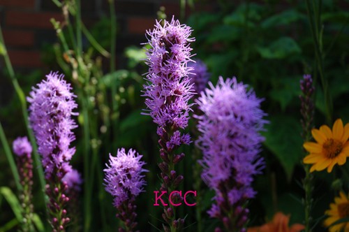 The Color Purple 7
