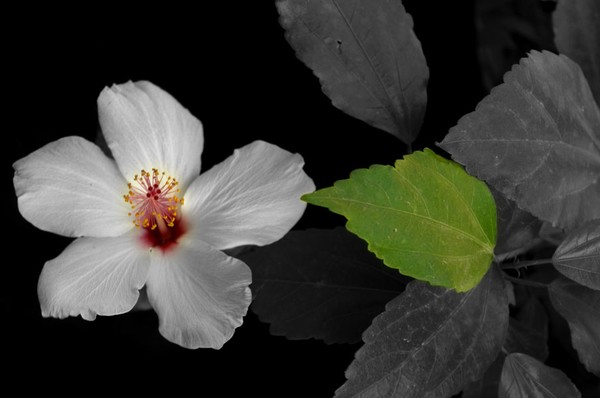 hibiscus