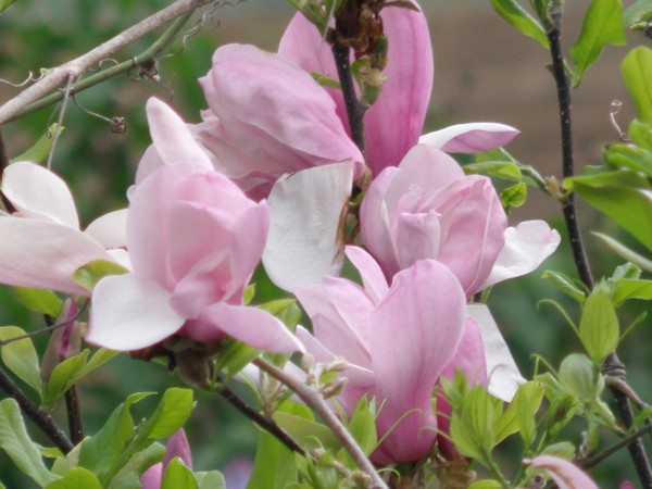 Backyard Flowers