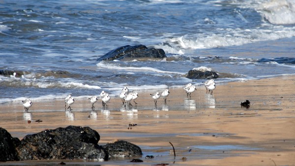 Birds of Minuteman Beach
