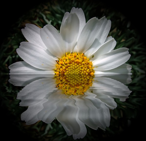 daisy reflection