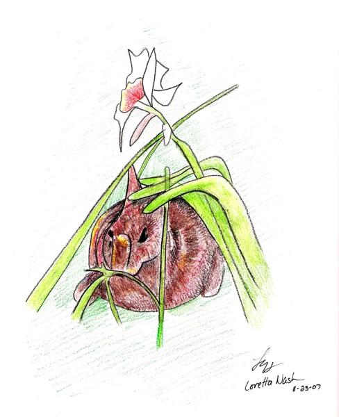 rabbit