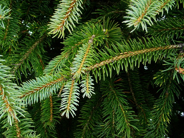 Needles