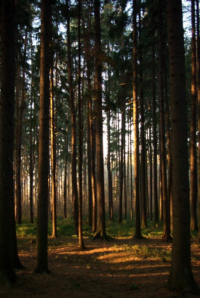 autumn in the forest