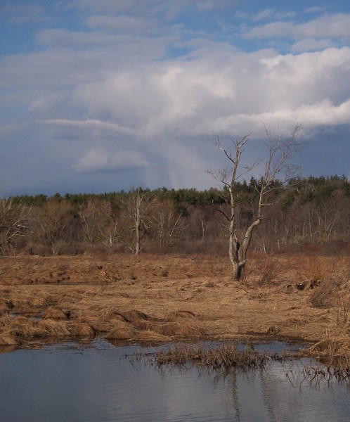 lonely tree