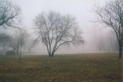 fog tree