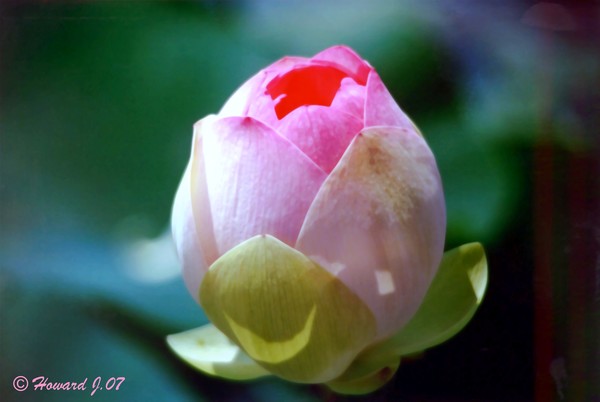 This Bud Is For You