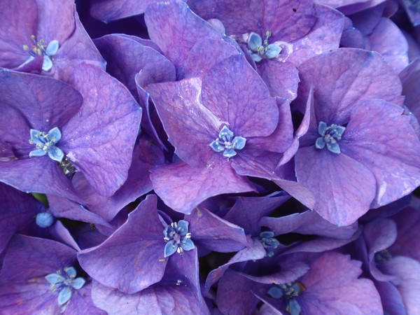Purple Hydrangea