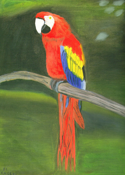 Macaw
