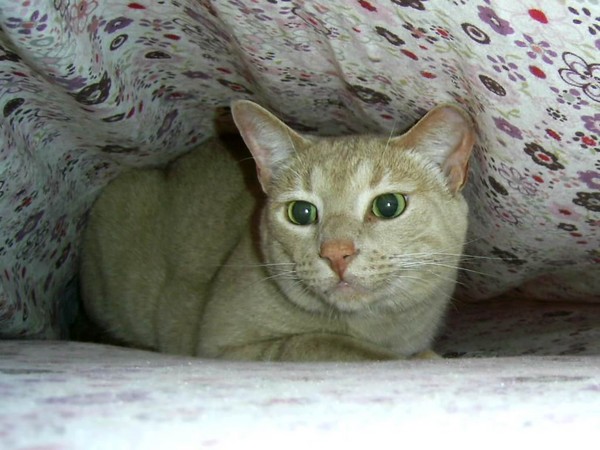 Eddie under the sheets