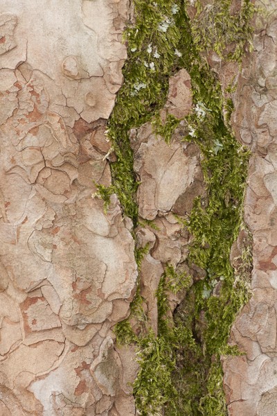 tree bark and moss