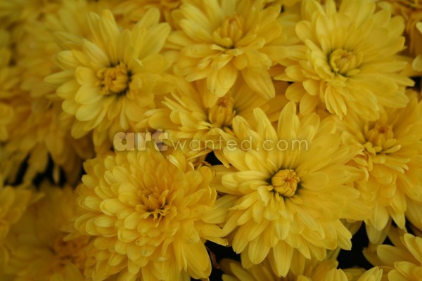 Yellow Freshness
