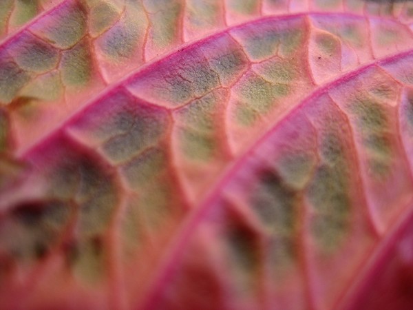 Pink leaf