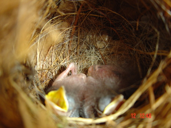 Baby Carolina Wrens