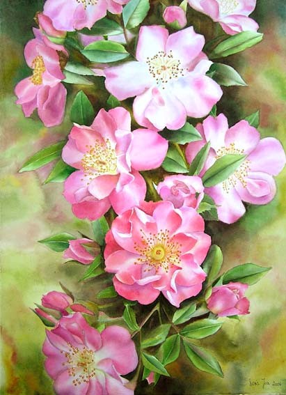 Open Rose