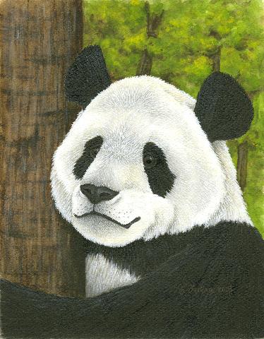 Giant Panda