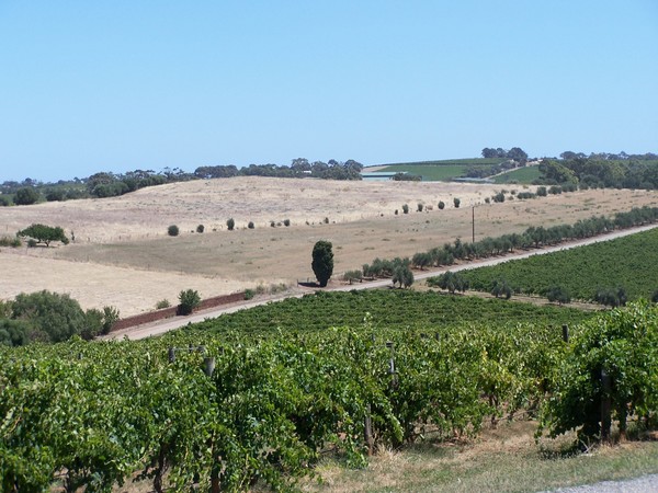 Vineyards near winery,McLaren Vale.