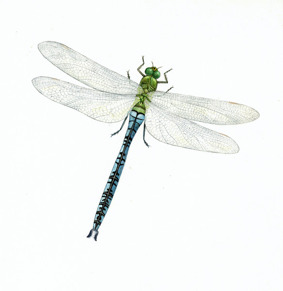 Dragonfly