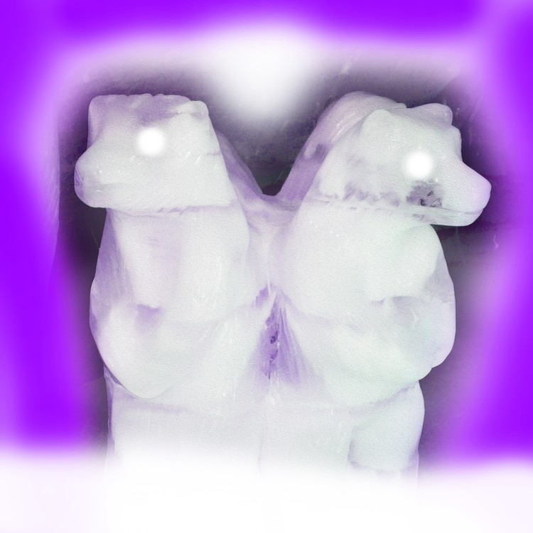 Ice bears 
