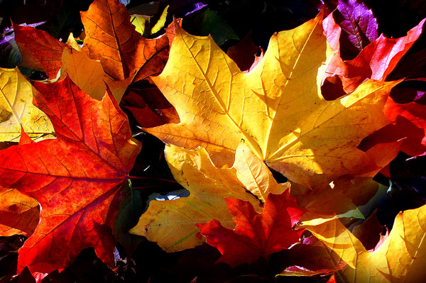 JUST LEAVES