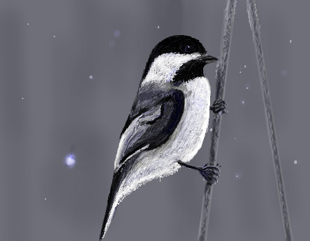 Winter Chickadee