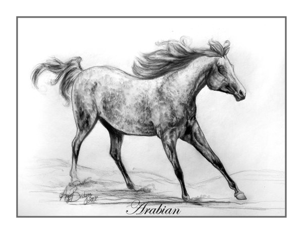 Arabian