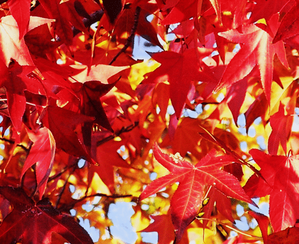 Lovely Fall