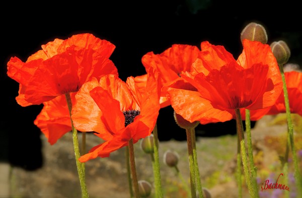 Poppy´s flaps in the wind !