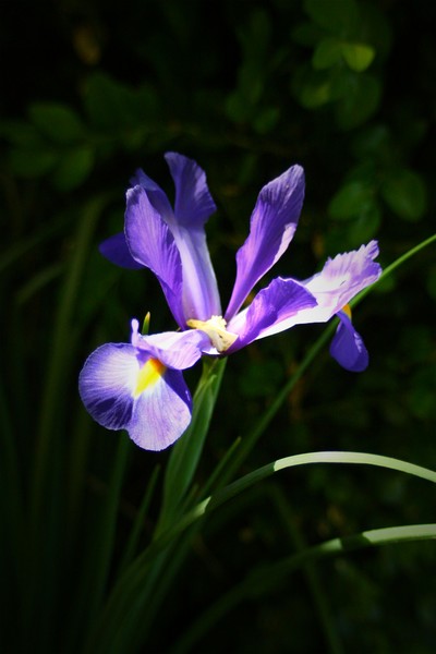 Spring #2