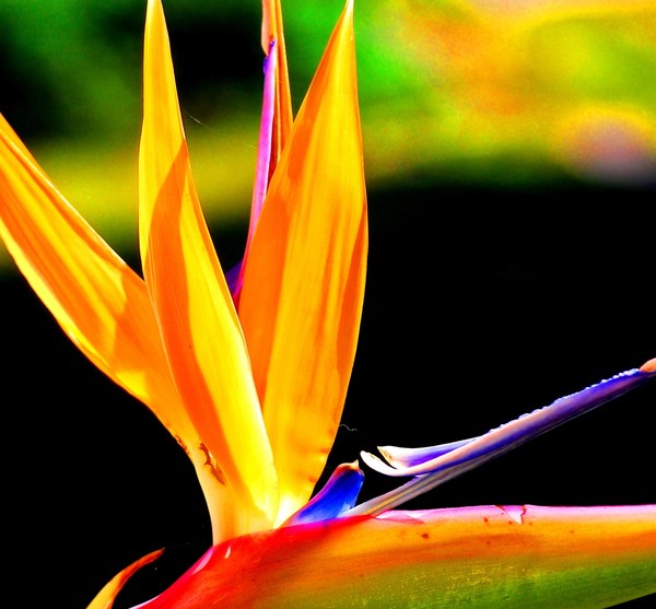 birdie of paradise